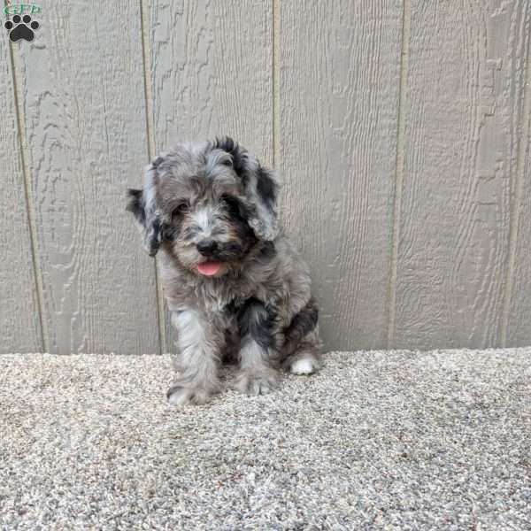 Sky, Bernedoodle Puppy