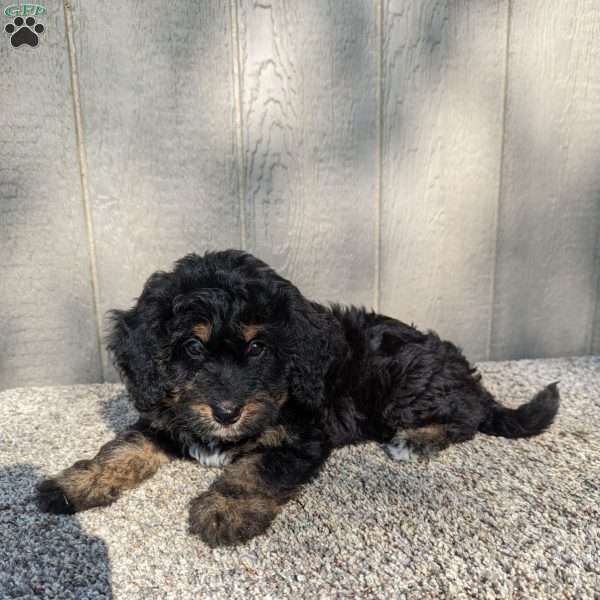 Carla, Bernedoodle Puppy