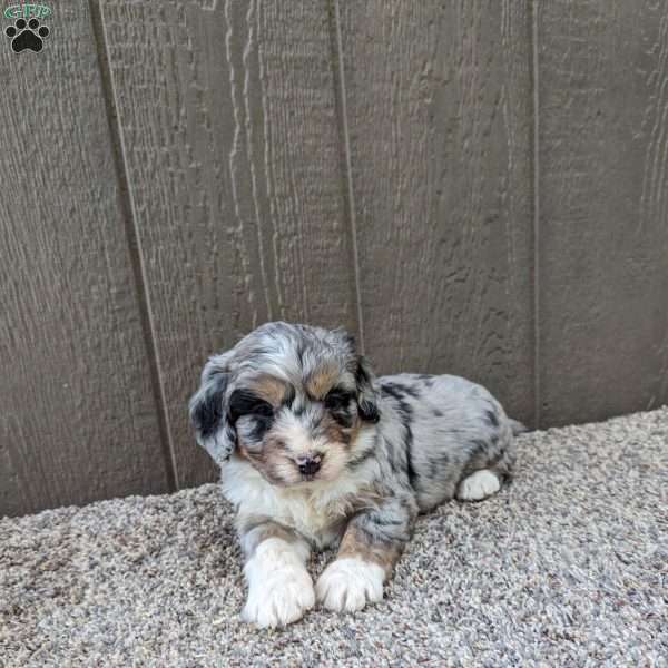 Rocky, Bernedoodle Puppy