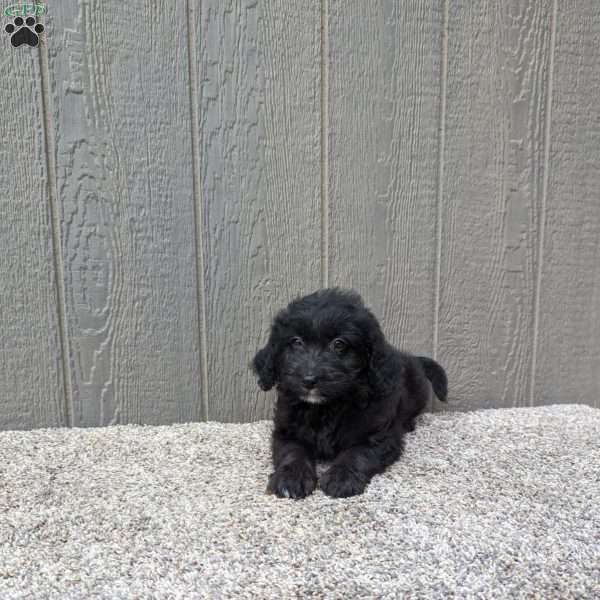 Bella, Bernedoodle Puppy