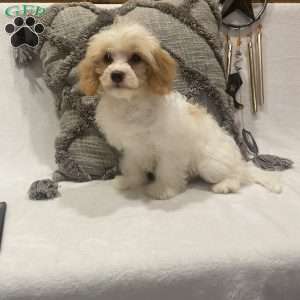 Tulip, Cavachon Puppy