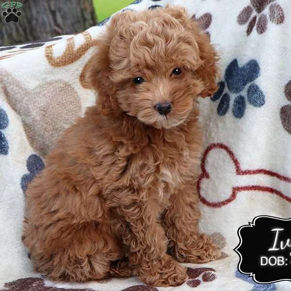 Ivy, Cockapoo Puppy