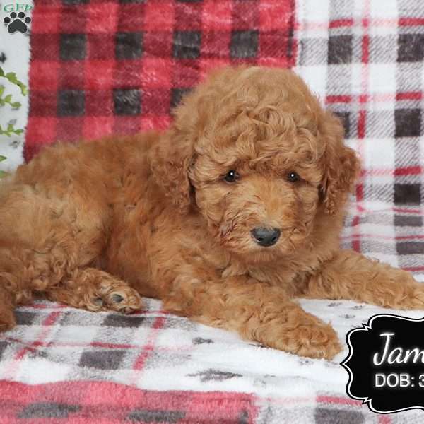 Jamie, Cavapoo Puppy