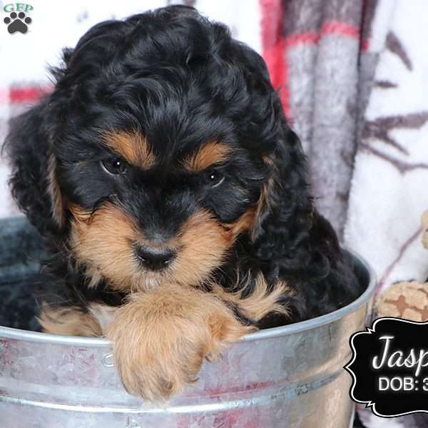 Jasper, Cavapoo Puppy