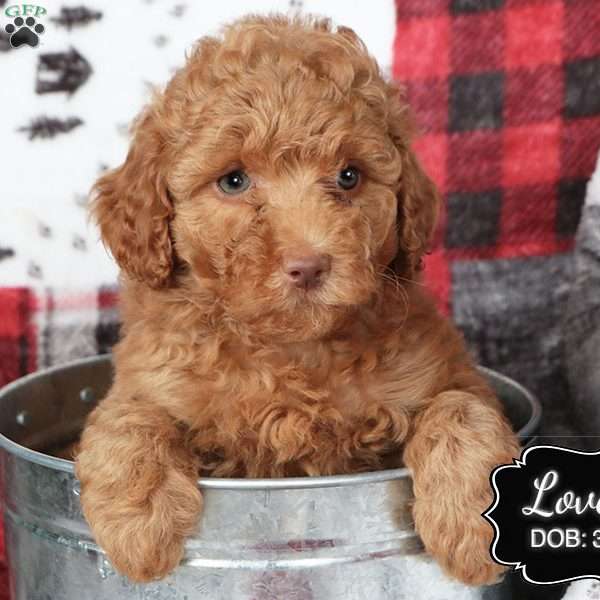 Lovely, Cockapoo Puppy