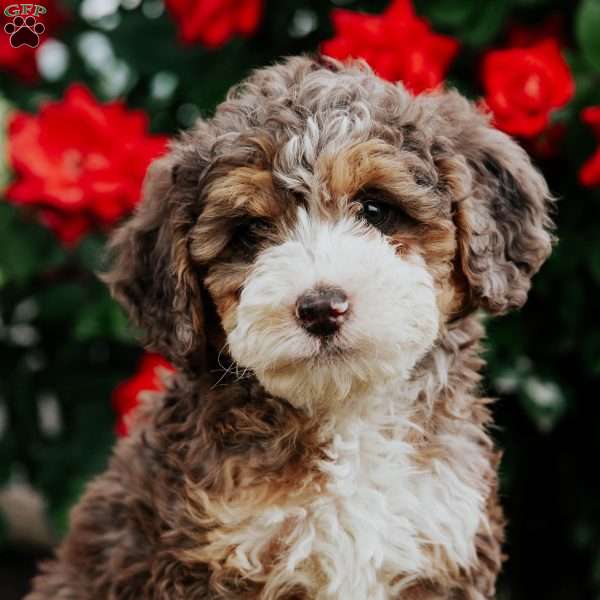 Lane, Mini Bernedoodle Puppy