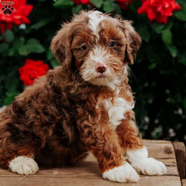 Larry, Mini Bernedoodle Puppy