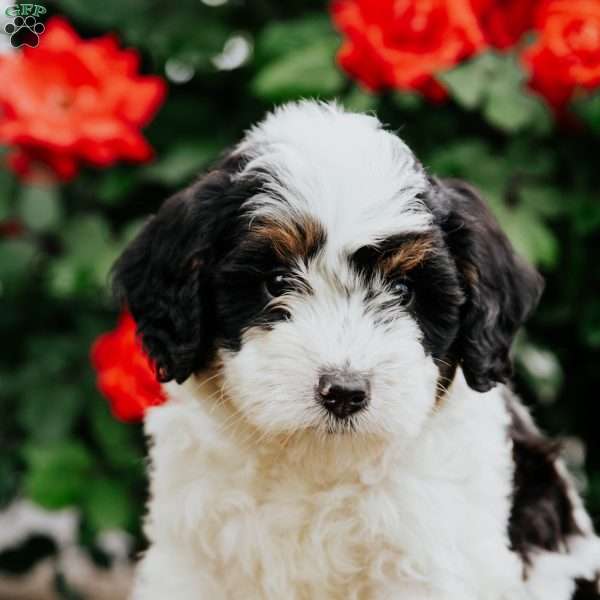 Link, Mini Bernedoodle Puppy