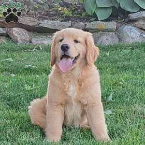Marshall, Golden Retriever Puppy
