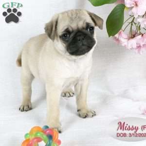 Missy, Pug Puppy