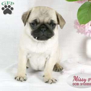 Missy, Pug Puppy