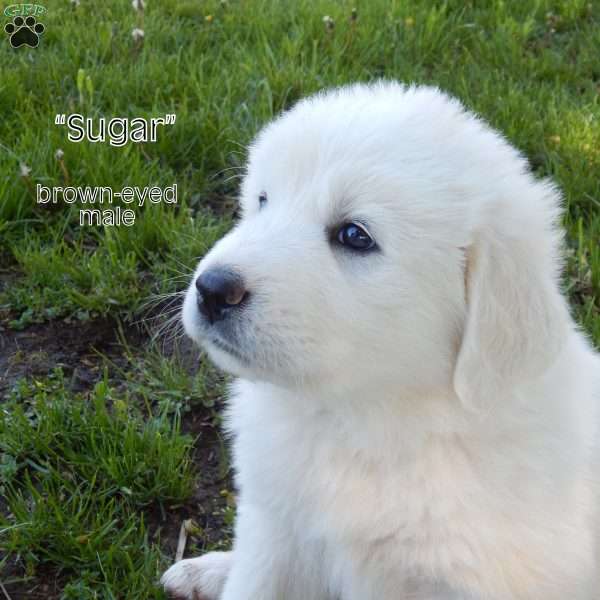 Sugar, Great Pyrenees Puppy