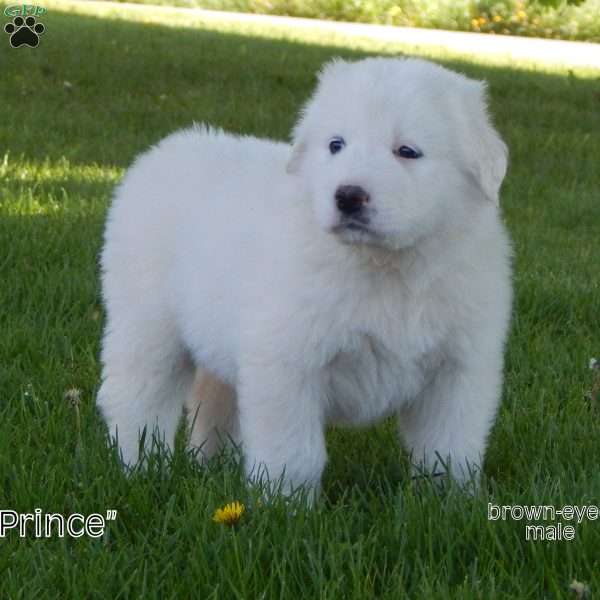 Prince, Great Pyrenees Puppy