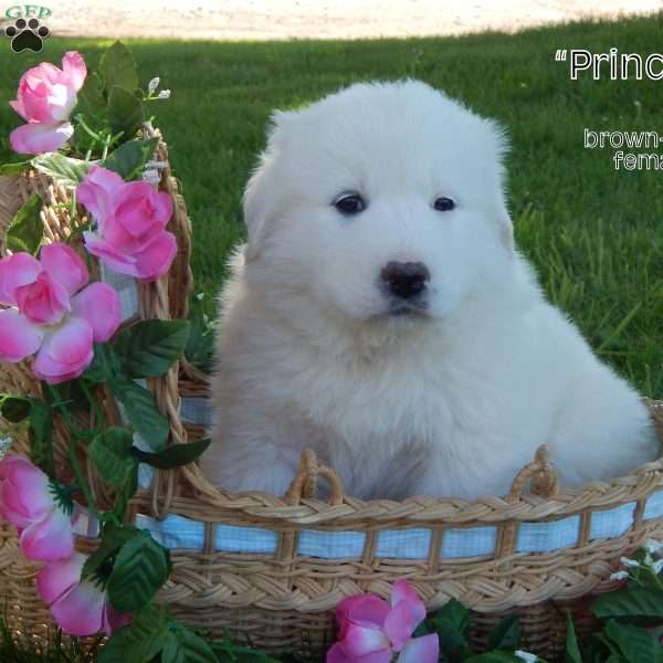 Princess, Great Pyrenees Puppy