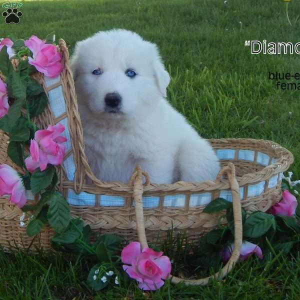 Diamond, Great Pyrenees Puppy