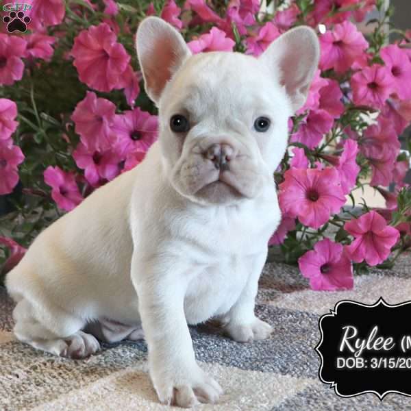 Rylee, French Bulldog Puppy