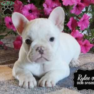 Rylee, French Bulldog Puppy