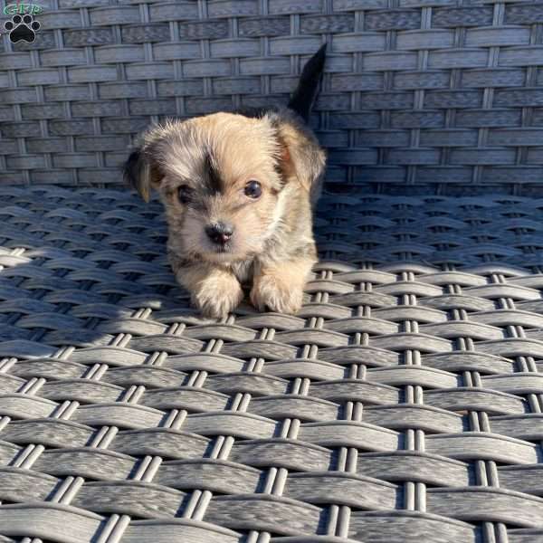 Taylor, Yorkie Poo Puppy