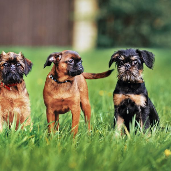 three brussels griffon puppies sitting in grass