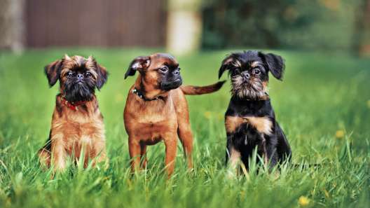 7 Facts About Brussels Griffon
