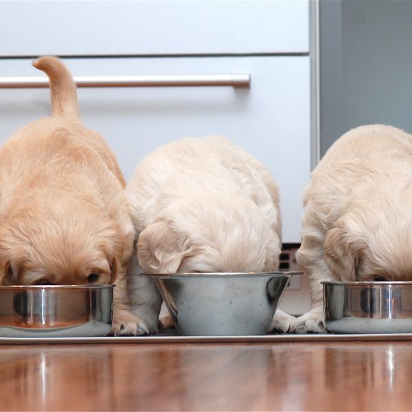 three golden retriever puppies eating