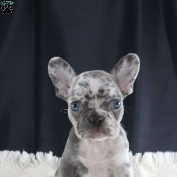 Twila, French Bulldog Puppy