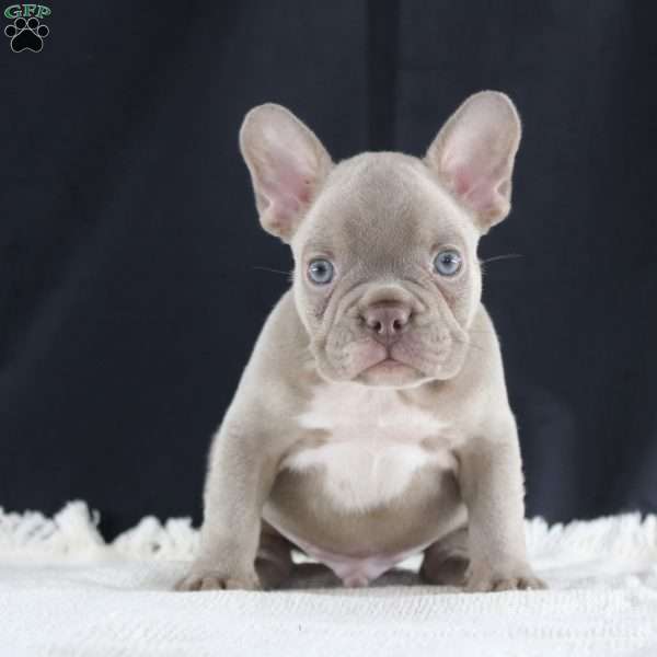 Cooper, French Bulldog Puppy