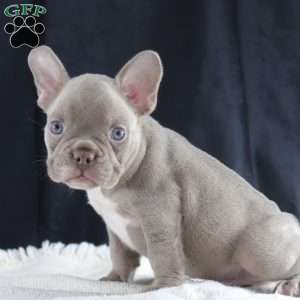 Cooper, French Bulldog Puppy