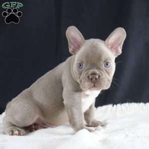 Cooper, French Bulldog Puppy