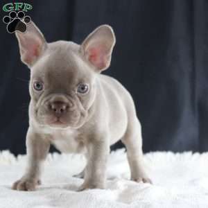 Cooper, French Bulldog Puppy