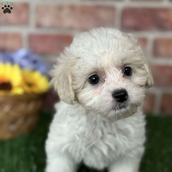 Sara, Shih-Poo Puppy