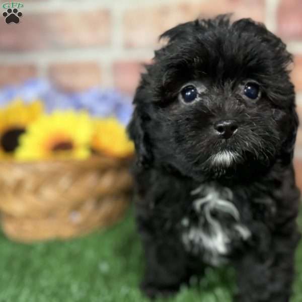 Stella, Shih-Poo Puppy