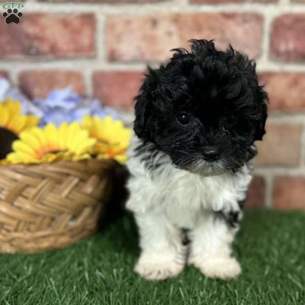 Skylar, Shih-Poo Puppy