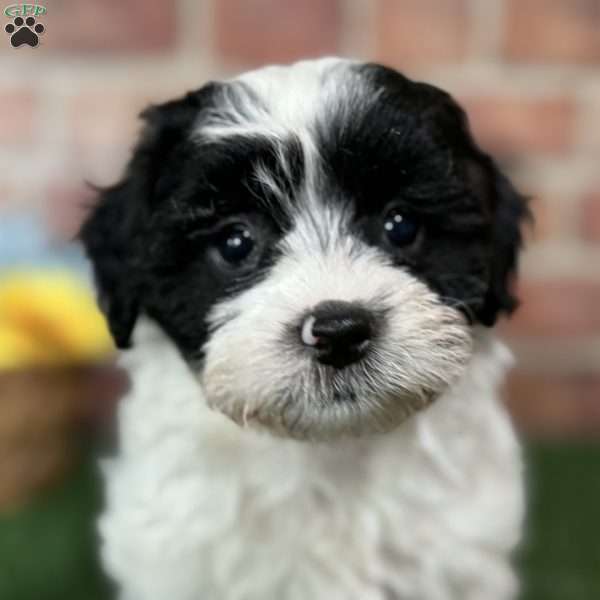 Silas, Shih-Poo Puppy