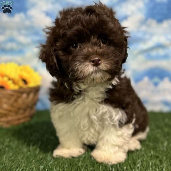 Roy, Shih-Poo Puppy