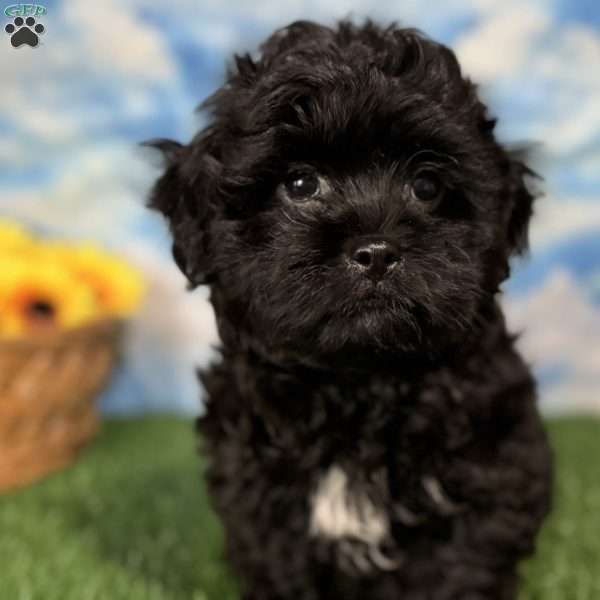 Ray, Shih-Poo Puppy