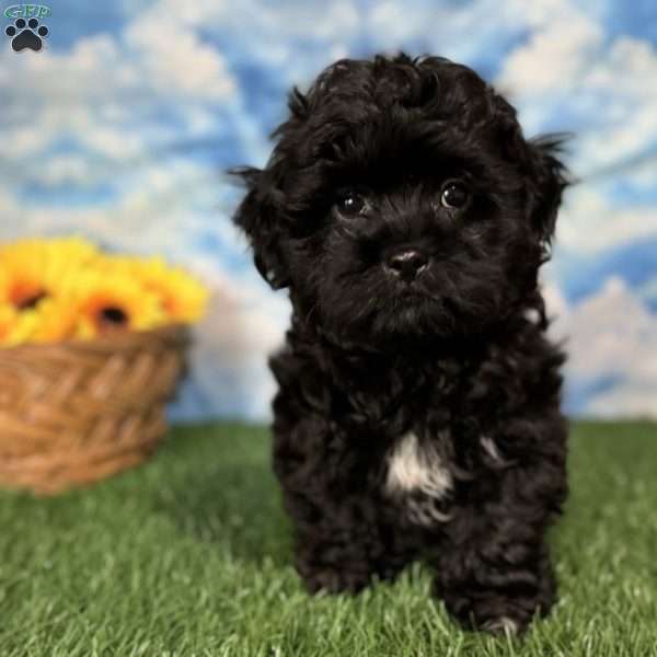 Ray, Shih-Poo Puppy