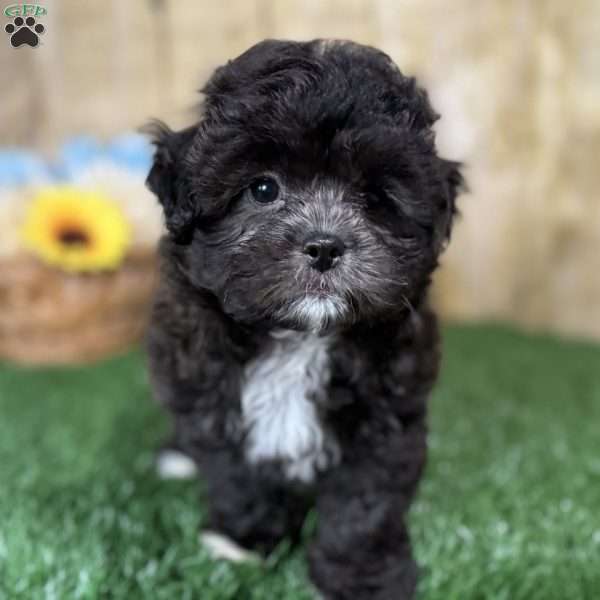 Drew, Shih-Poo Puppy