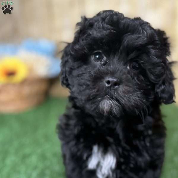 Dylan, Shih-Poo Puppy