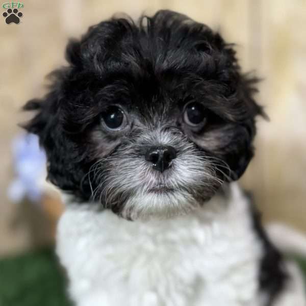 Darcy, Shih-Poo Puppy