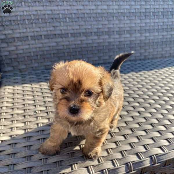 Ziggy, Yorkie Poo Puppy