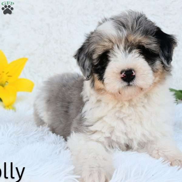 Molly, Mini Aussiedoodle Puppy