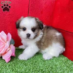 Cookie, Shih-Pom Puppy