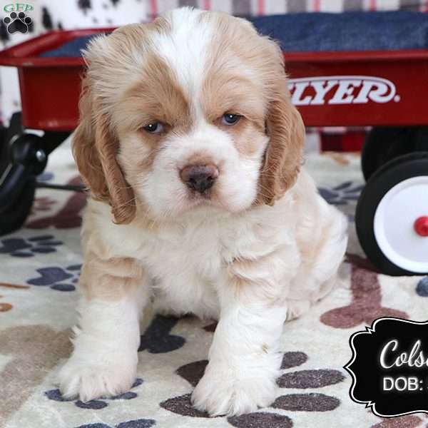 Colson, Cocker Spaniel Puppy