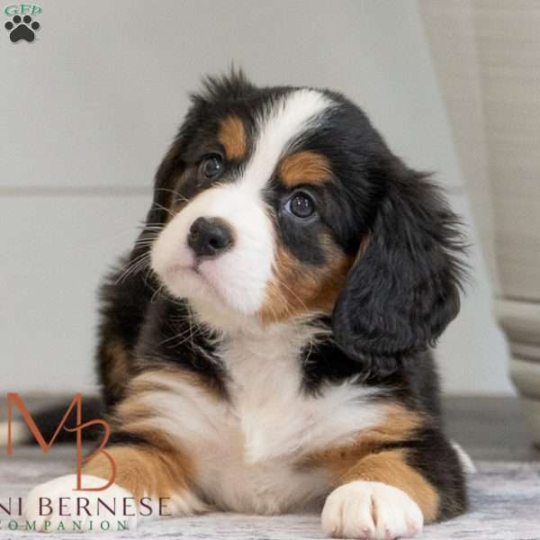 Kayla, Miniature Bernese Mountain Dog Puppy