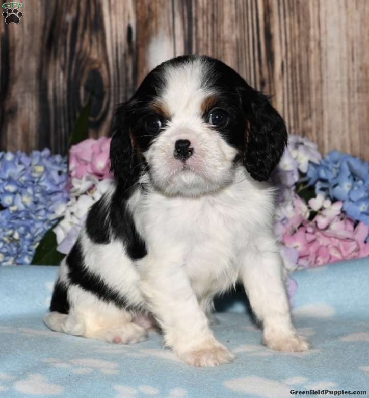 London - Cavalier King Charles Spaniel Puppy For Sale in Ohio