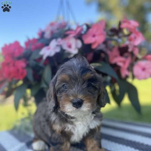 Domino, Mini Bernedoodle Puppy