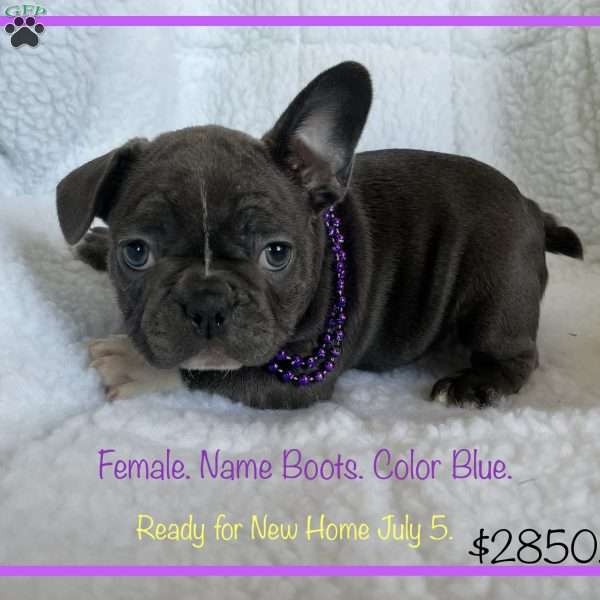 Boots, French Bulldog Puppy