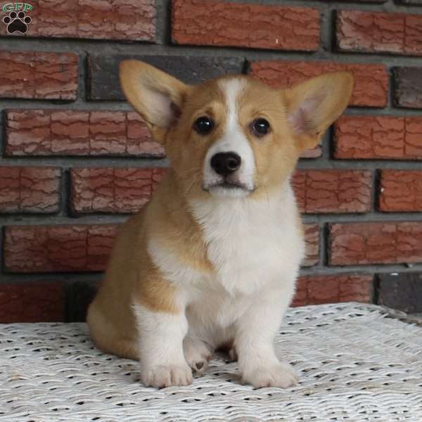 Sparkle, Pembroke Welsh Corgi Puppy