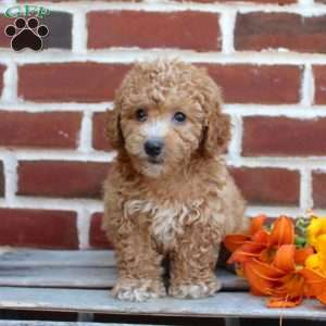 Cuddles, Miniature Poodle Puppy